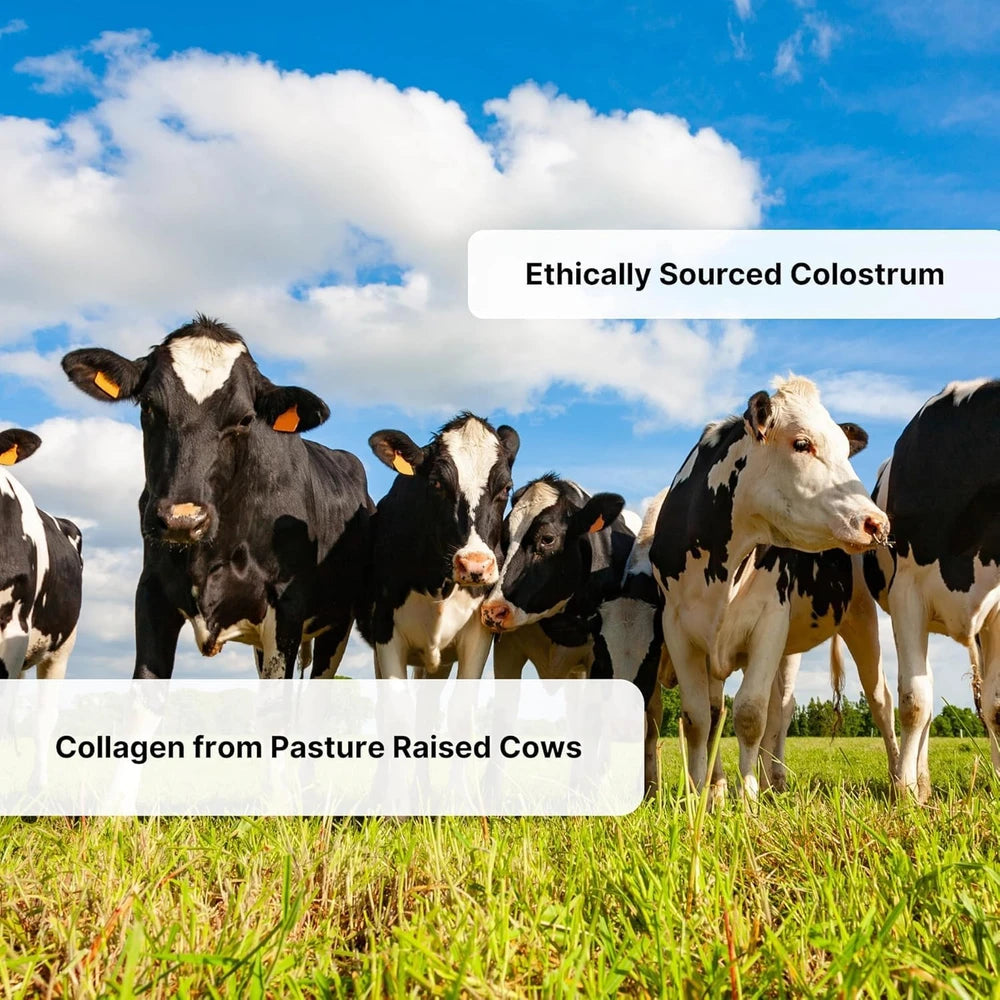 Colostrum & Collagen Powder for Immune Support – Grass-Fed Clean Wellness Supplement